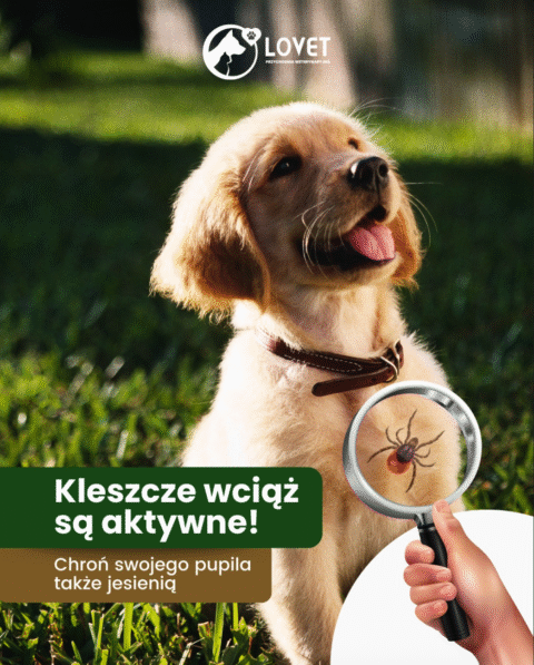 Szczeniak na trawie oraz lupa pokazująca kleszcza, grafika ostrzegawcza